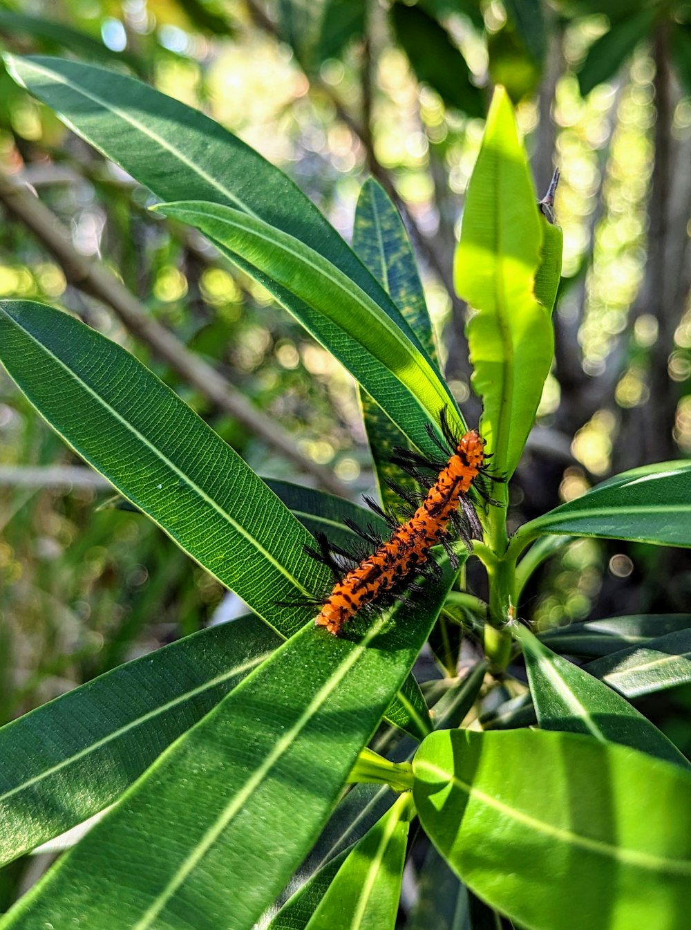 an orange caterpillar crawling on a green leaf