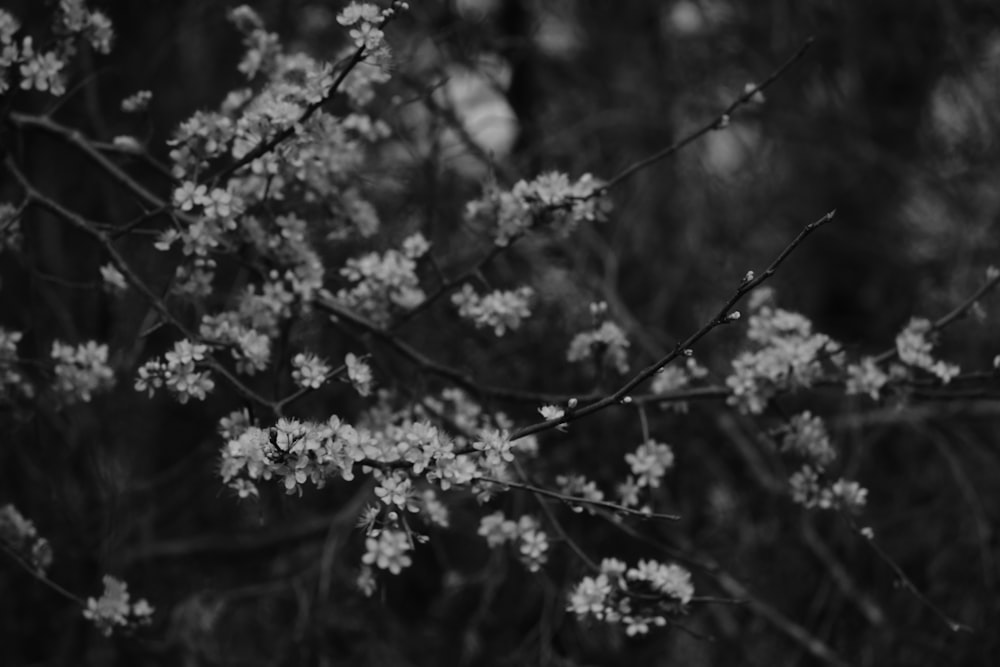 a black and white photo of some white flowers