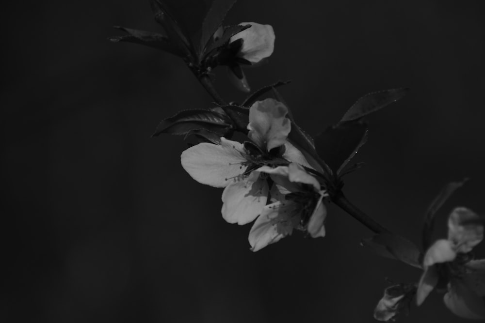 a black and white photo of a flower