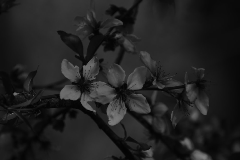 a black and white photo of a branch with flowers