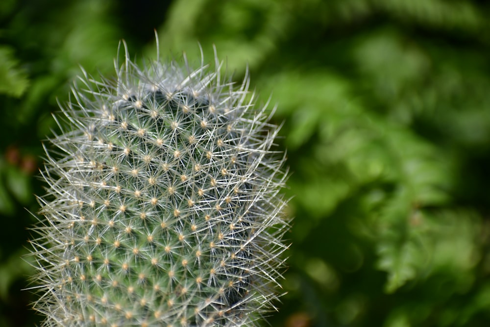 a close up view of a cactus plant