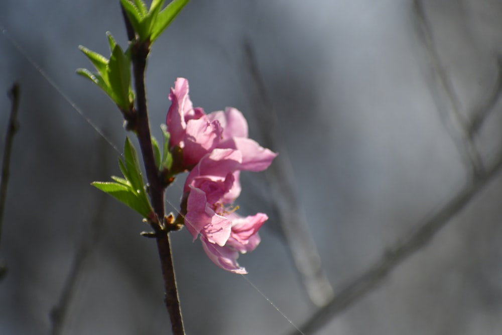 a pink flower is blooming on a tree branch