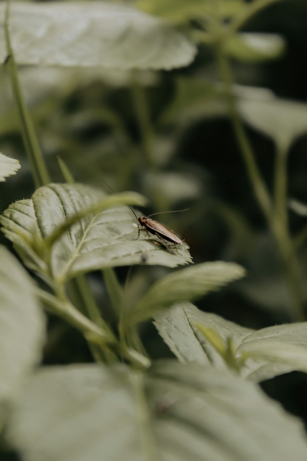 a bug sitting on top of a green leaf