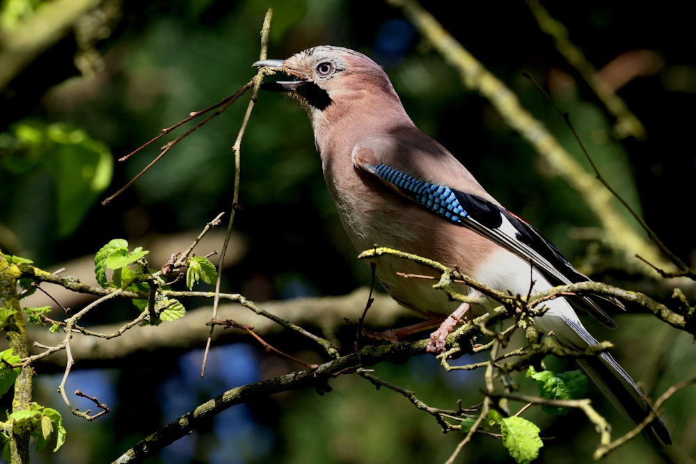 a bird with a blue tail sitting on a tree branch