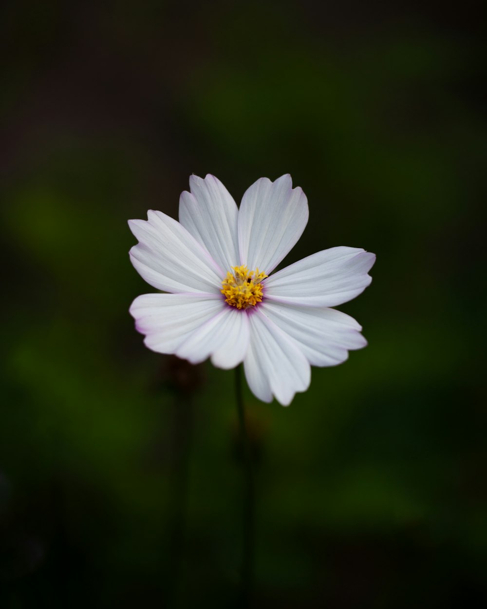 a single white flower with a yellow center