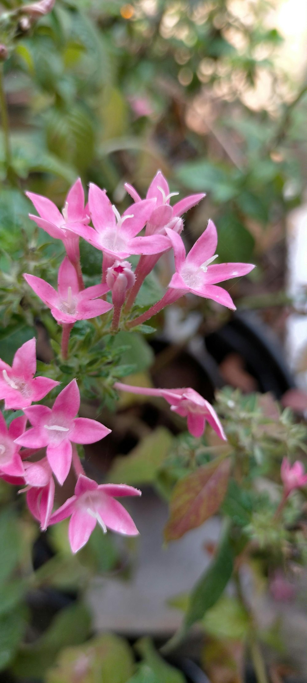 a close up of pink flowers in a garden