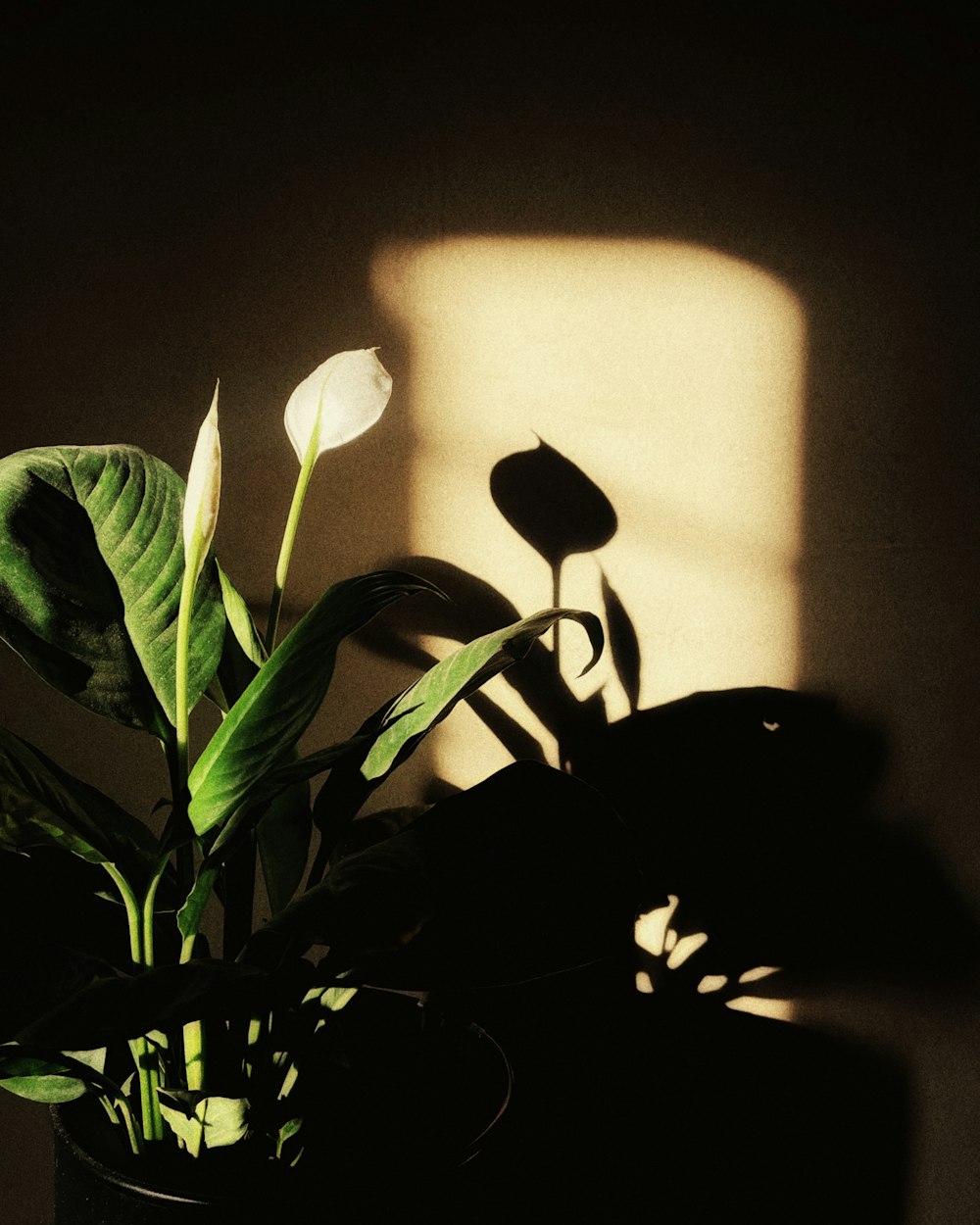 um vaso de planta com uma flor branca