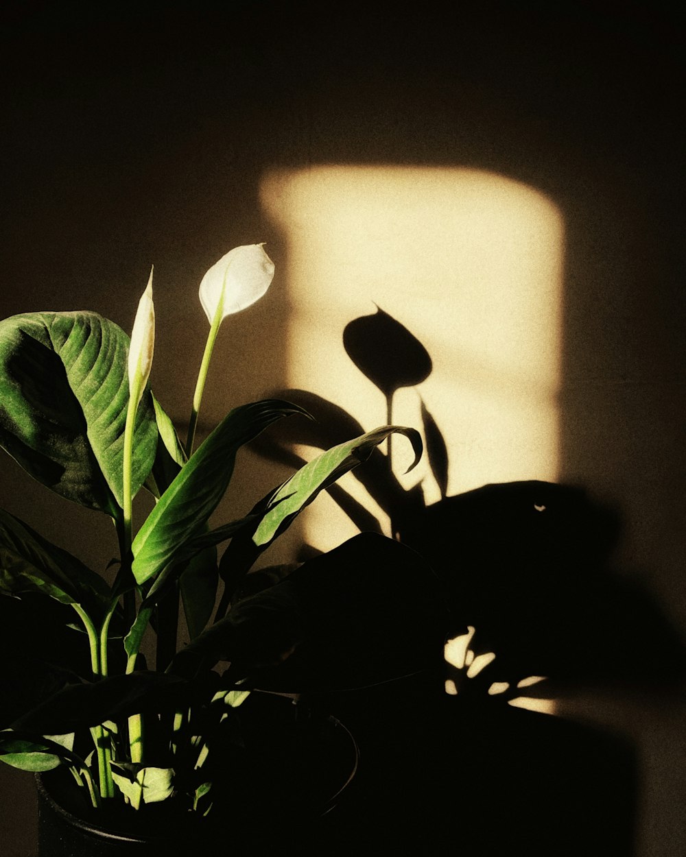 a potted plant with a white flower in it