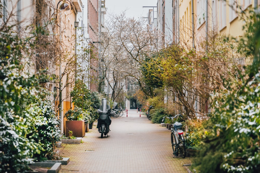 a narrow street lined with trees and parked mopeds