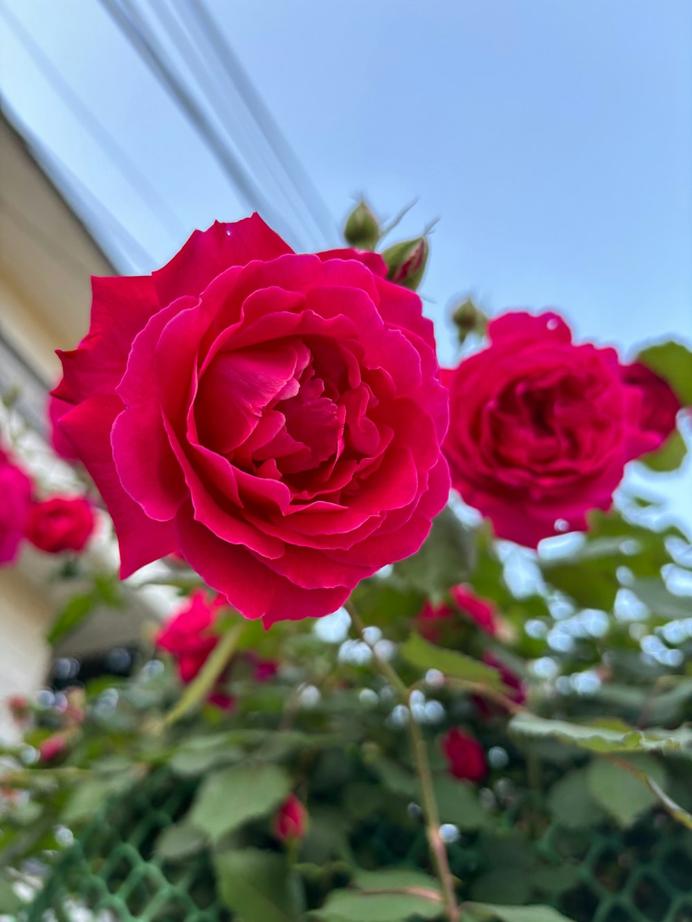 a close up of a red rose on a bush