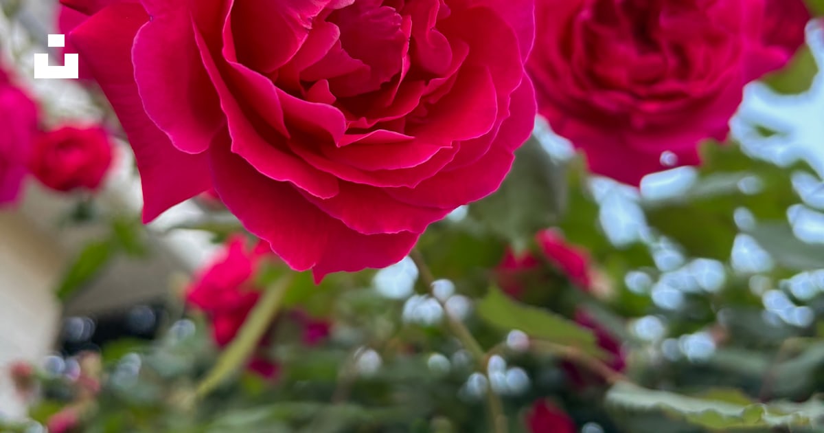 A close up of a red rose on a bush photo – Free Flowers Image on Unsplash