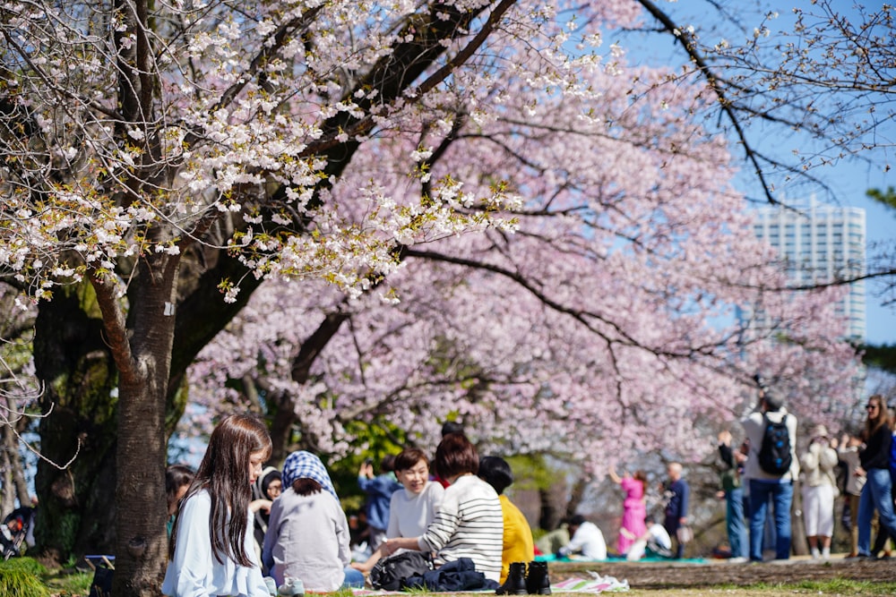 a group of people sitting on the ground under cherry blossom trees