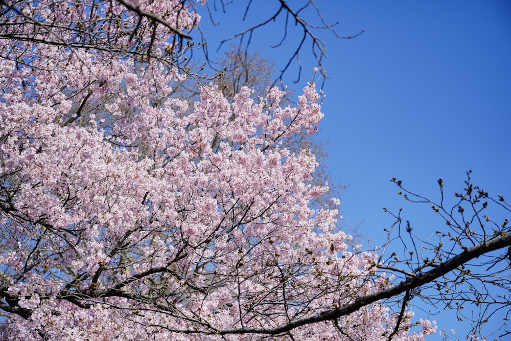 a tree filled with lots of pink flowers