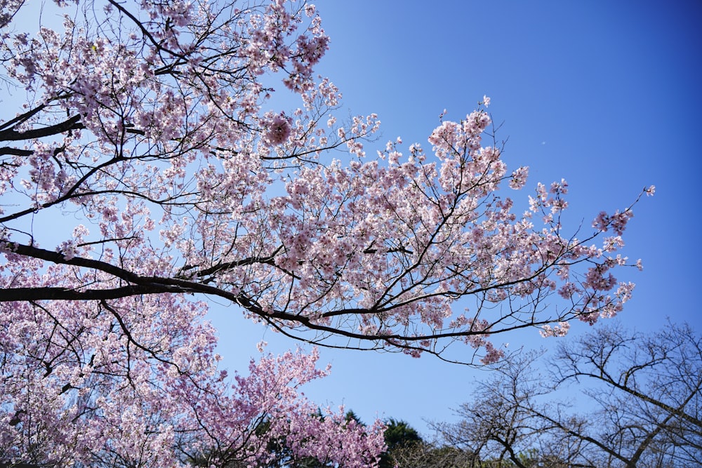 a tree with lots of pink flowers in front of a blue sky