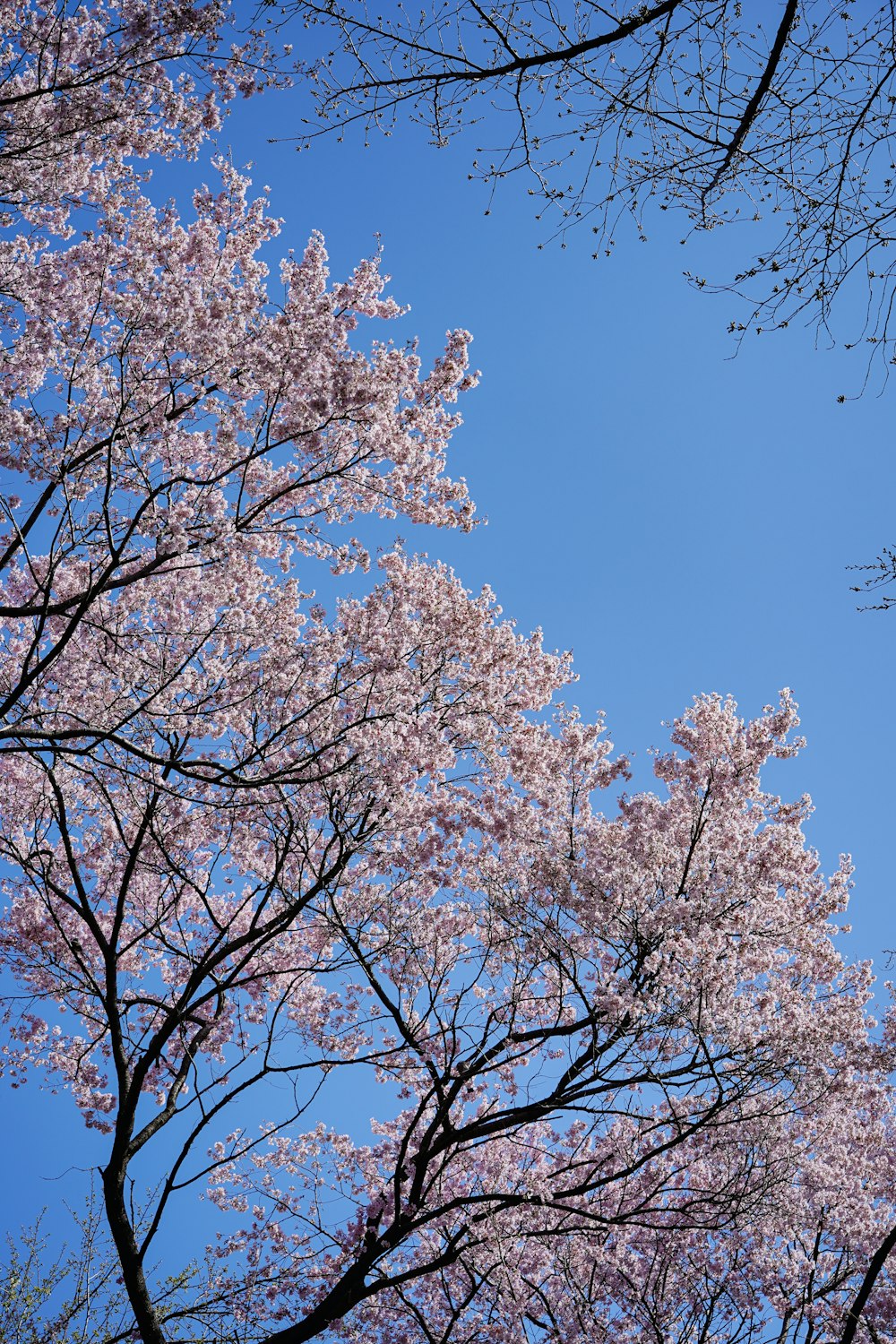 a blue sky with some pink flowers on it