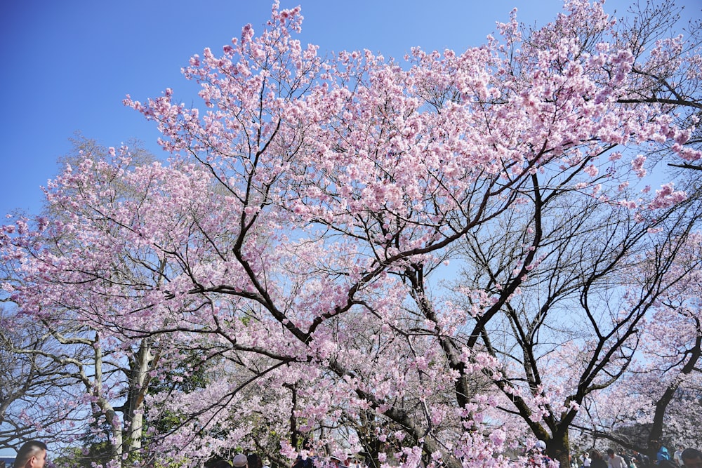 un árbol con flores rosadas en un parque