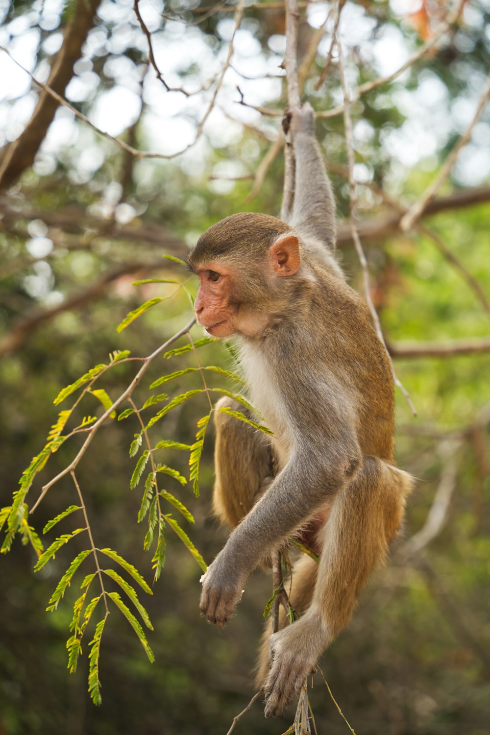 a monkey hanging from a tree branch in a forest