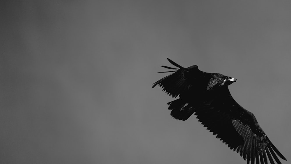 a large black bird flying through a cloudy sky