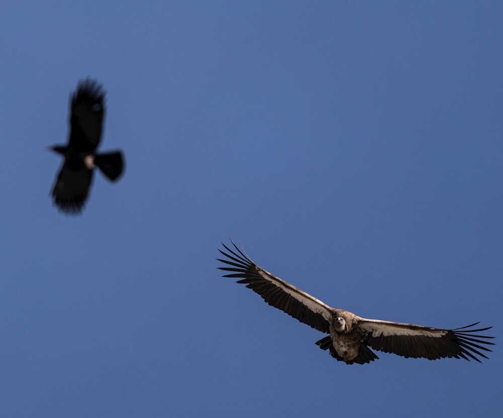 a bird flying next to a black bird in the sky