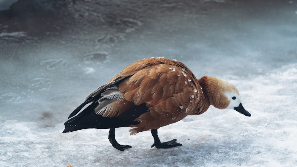 a duck is walking in the snow on the ground