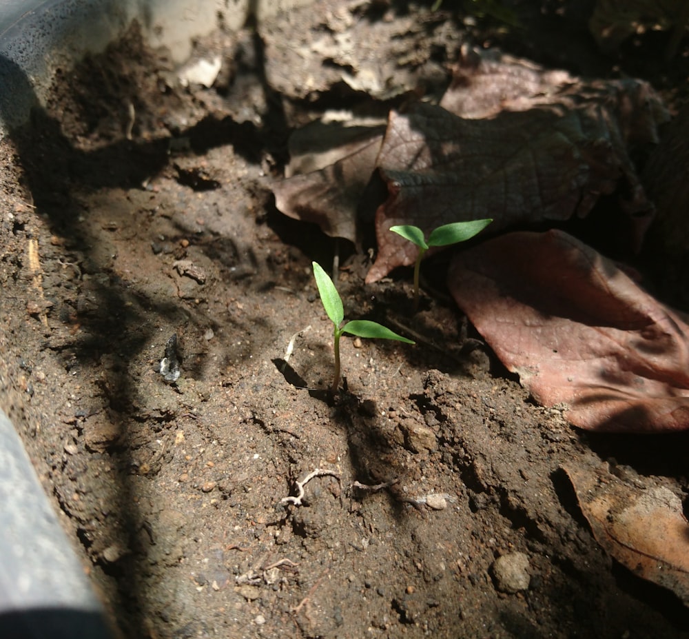 a small green plant sprouts from the ground