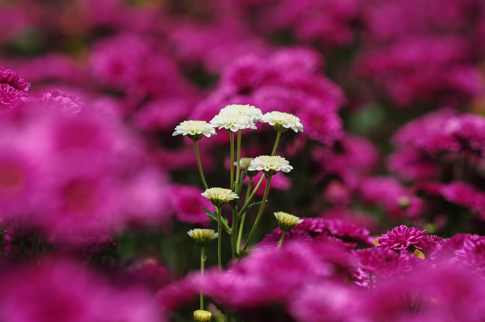 a field full of purple and white flowers