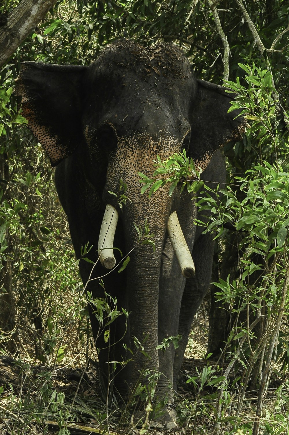an elephant standing in the middle of a forest