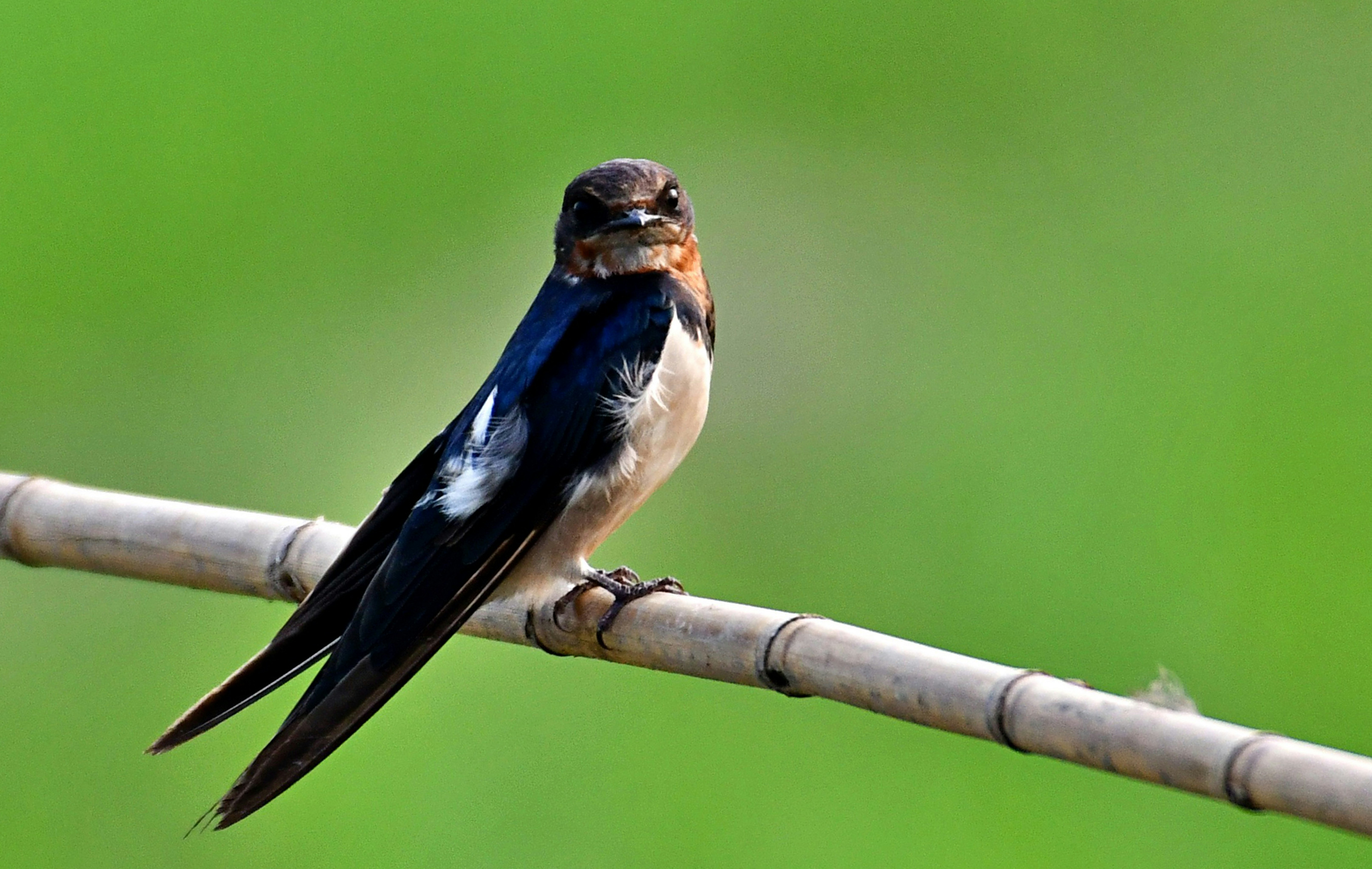 Photo by mhphotography13