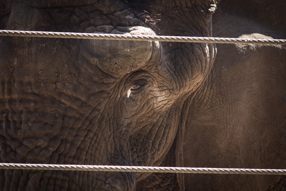 a close up of an elephant behind a fence