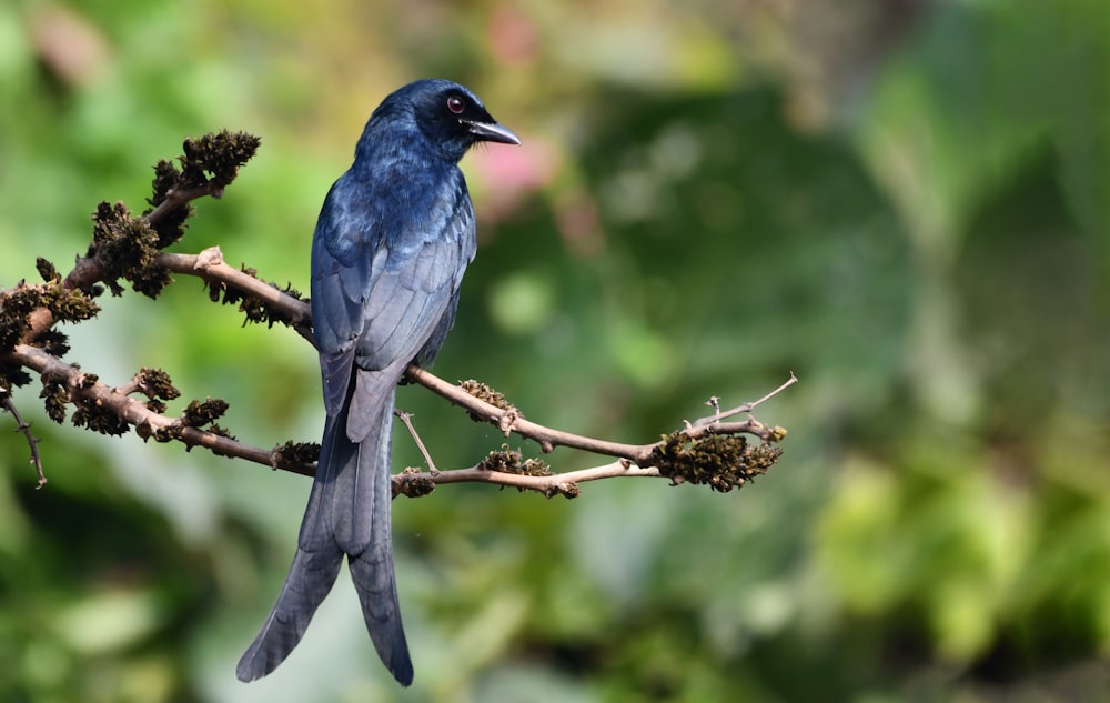 a blue bird sitting on a branch of a tree