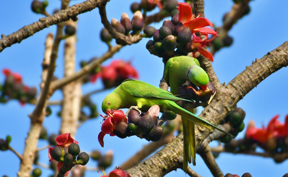 a green bird sitting on top of a tree branch