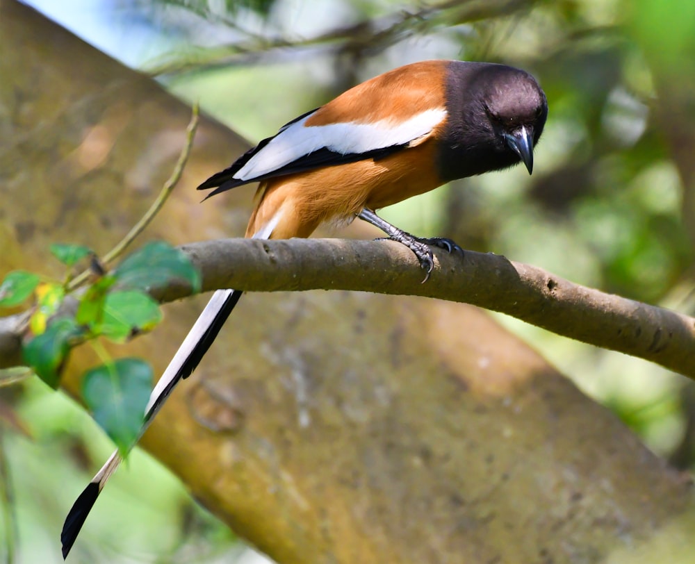 a bird perched on a branch of a tree