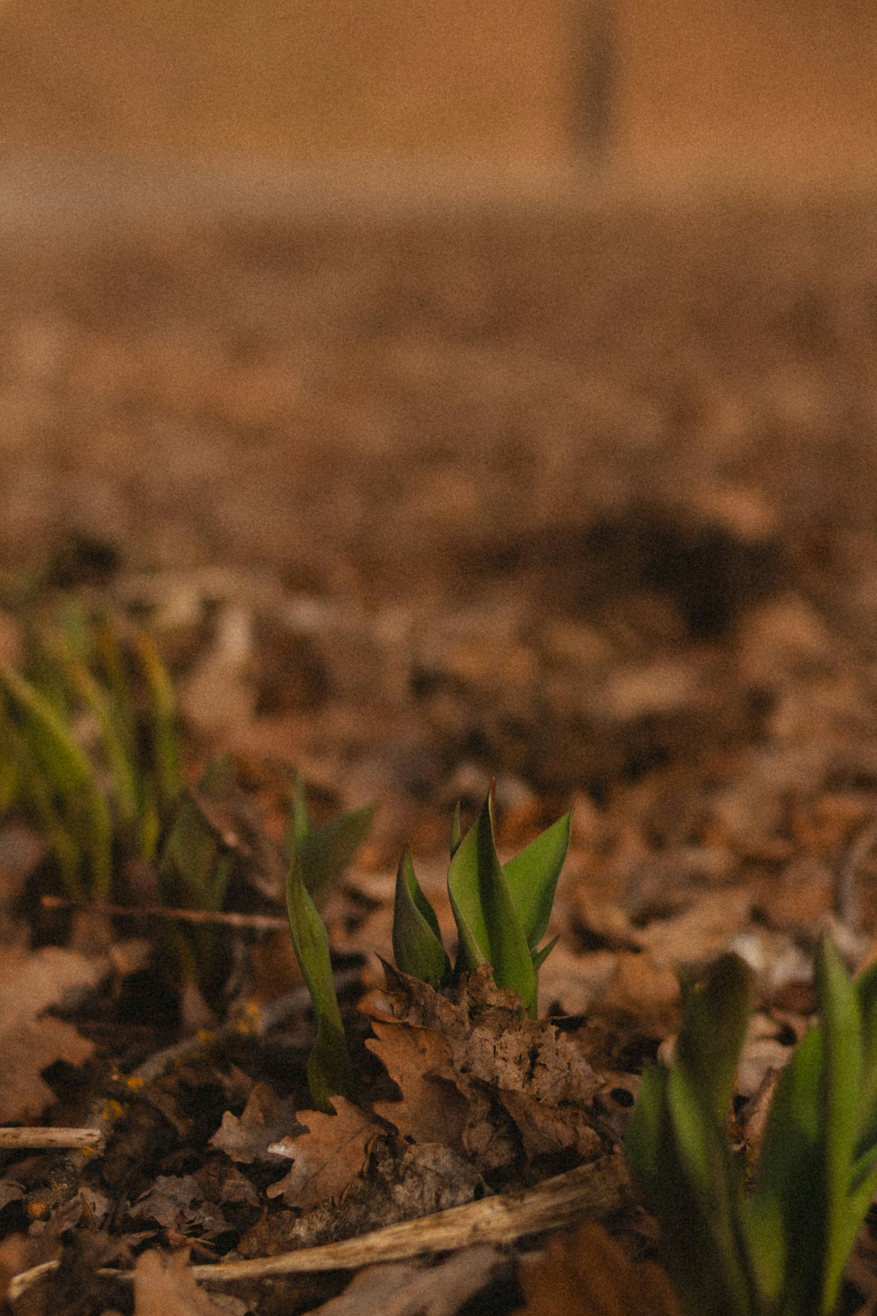 Photo by maximyuryshev