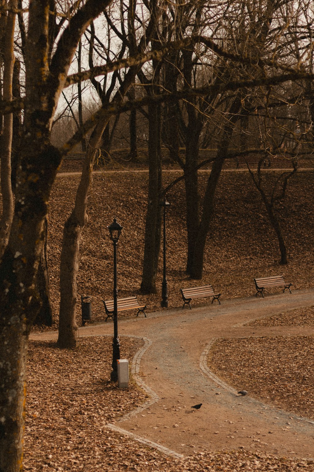 a path in a park with benches and trees