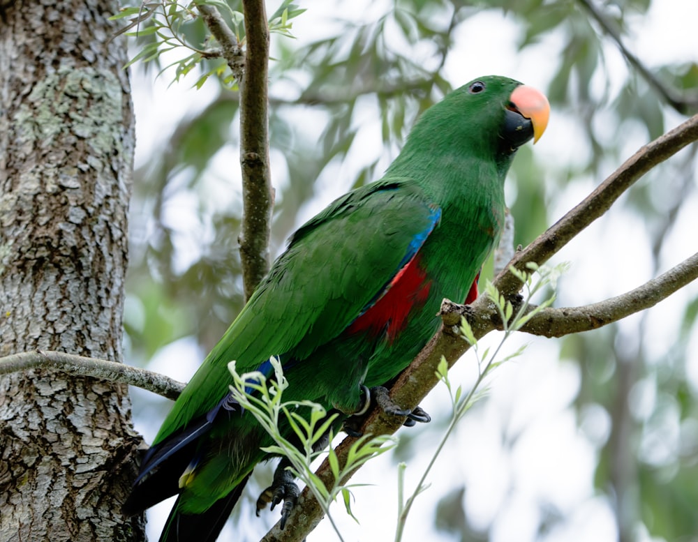 a green parrot perched on a tree branch