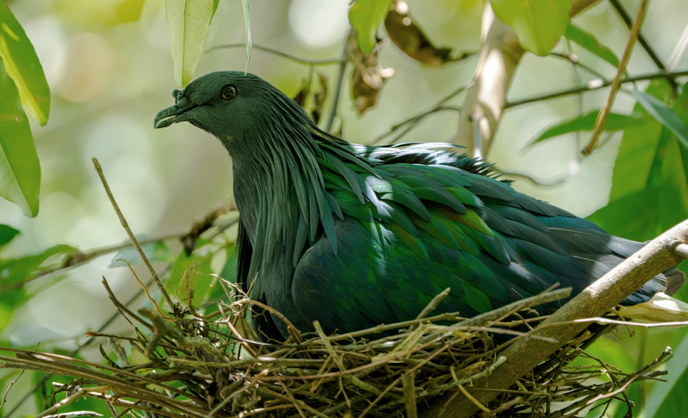 a green bird sitting on top of a nest in a tree