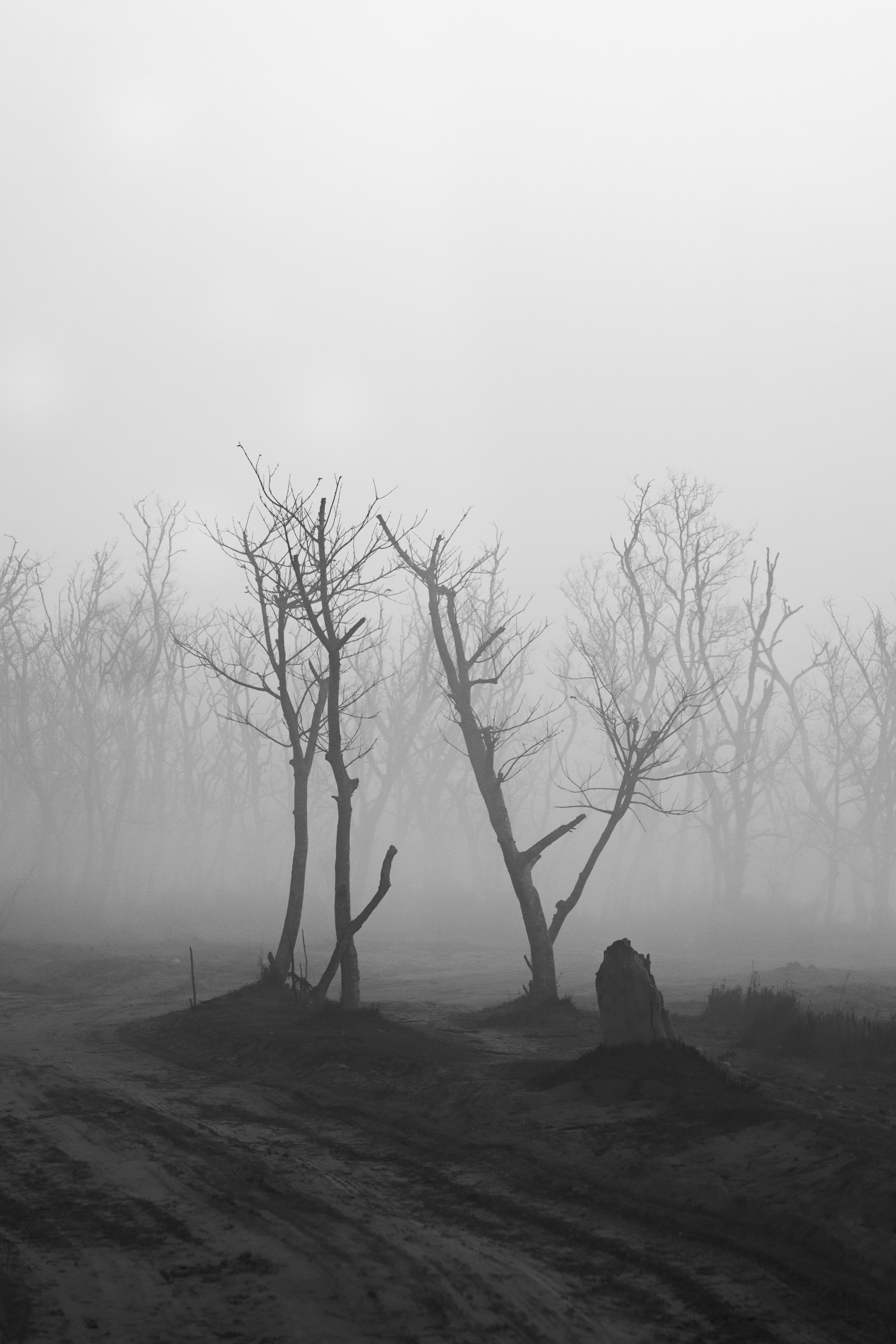 a black and white photo of trees in the fog