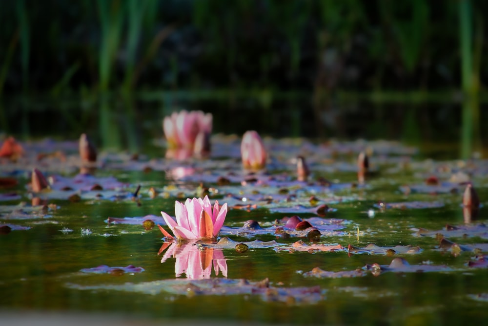 a group of water lilies floating on top of a pond