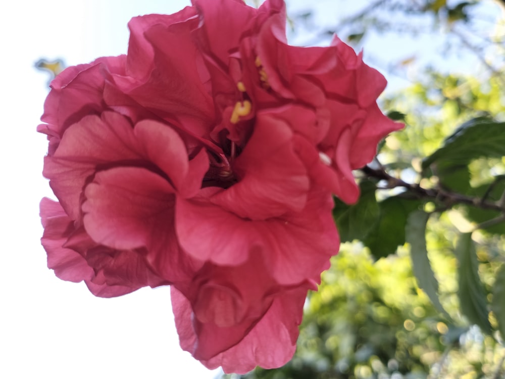 a pink flower with green leaves in the background