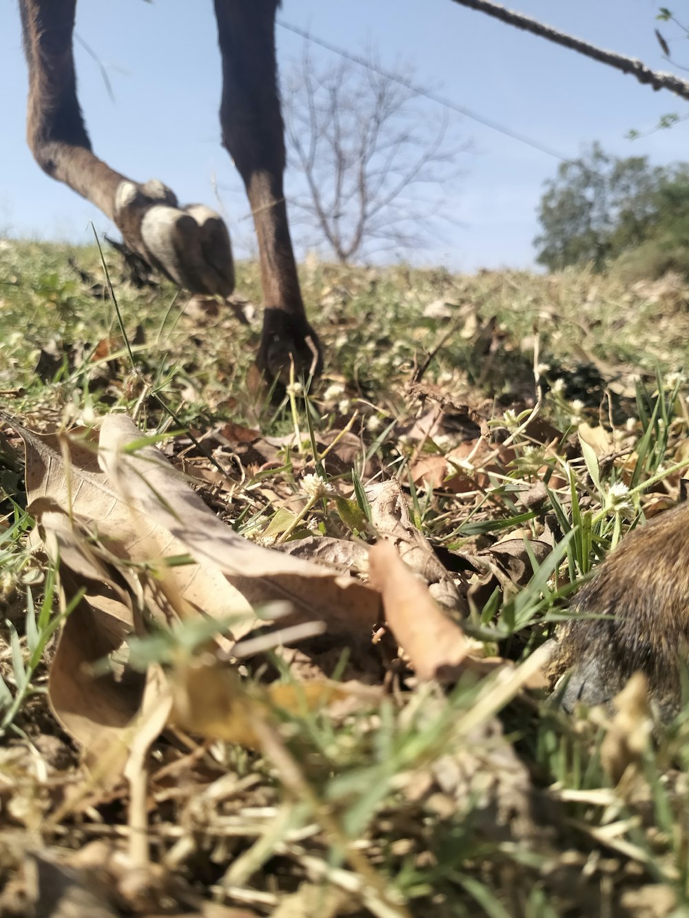 a close up of a horse's legs in the grass