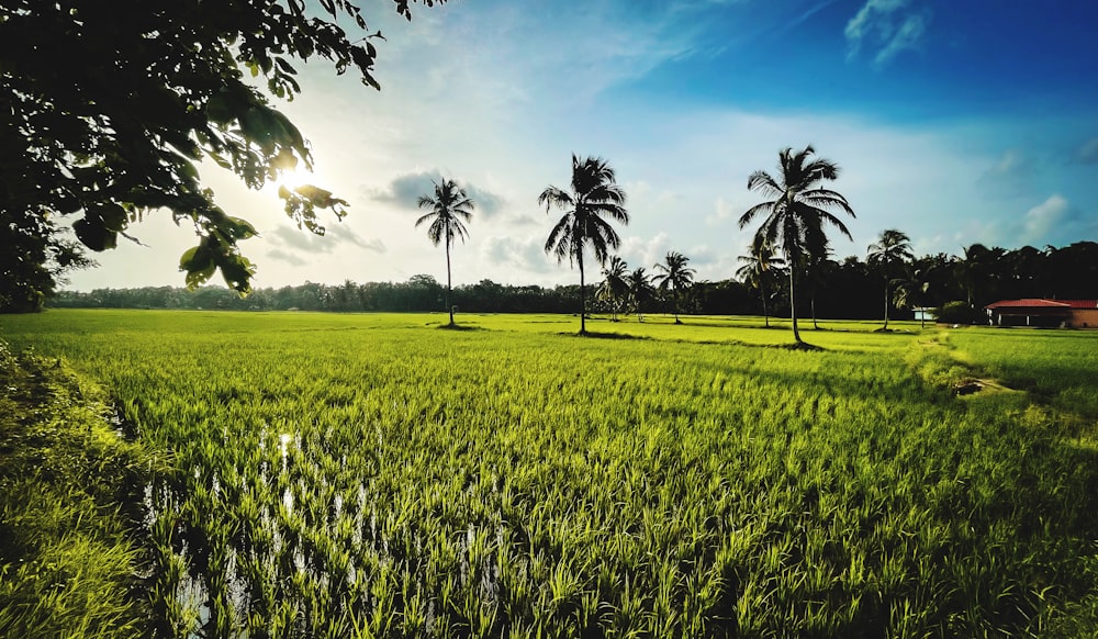 a lush green field with palm trees in the background