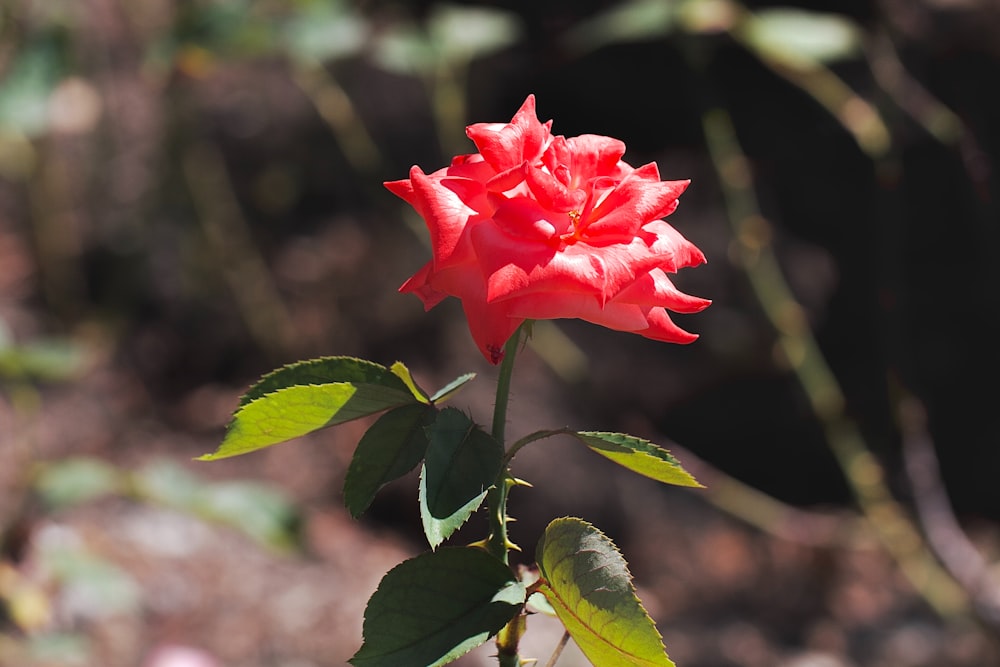 a red flower with green leaves in a garden