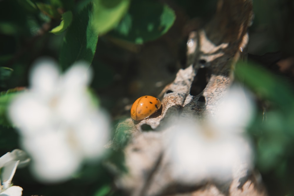 a lady bug sitting on top of a tree branch