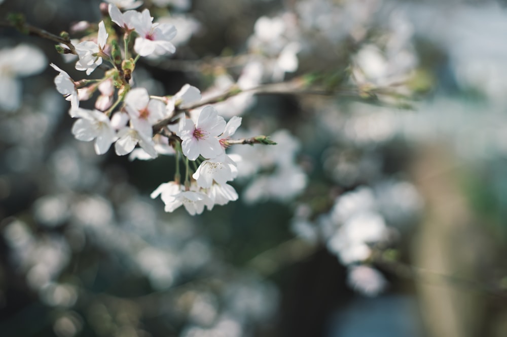 a branch of a tree with white flowers