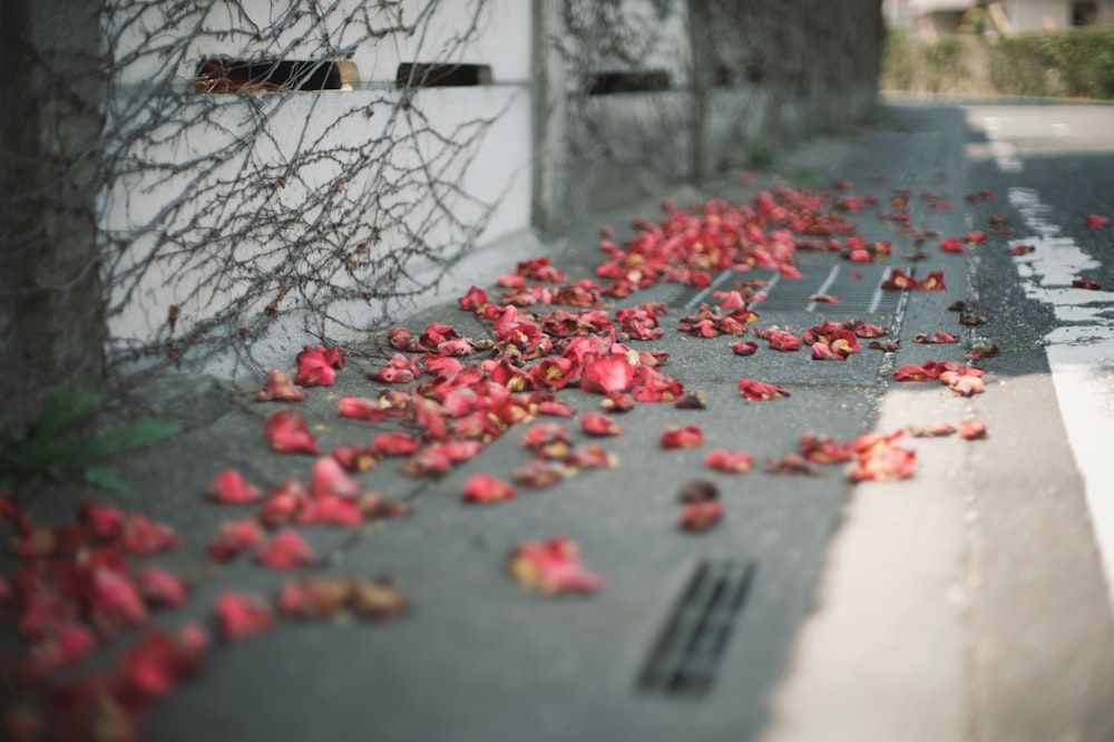 a bunch of flowers that are on the side of a road