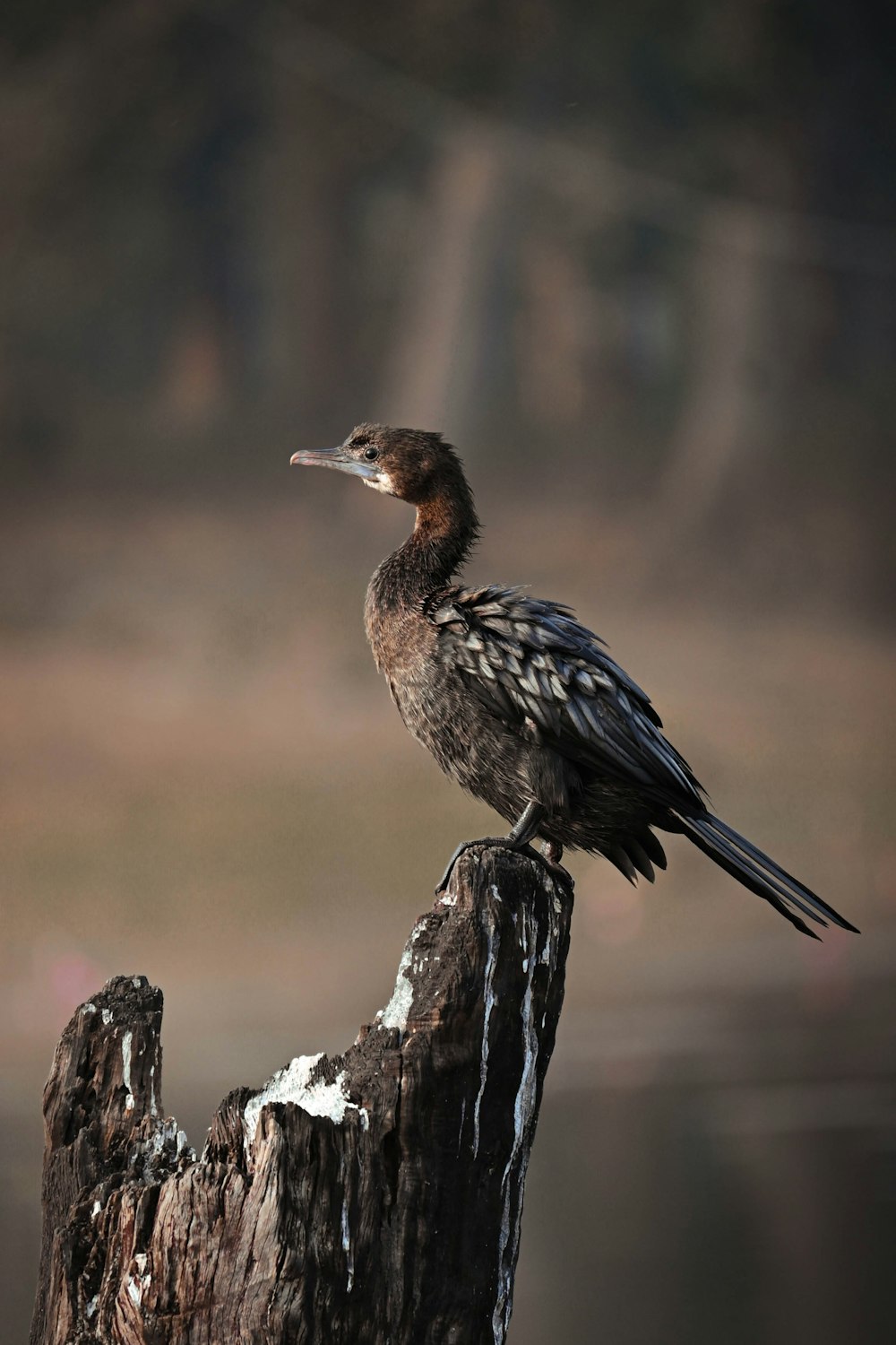 a bird sitting on top of a tree stump