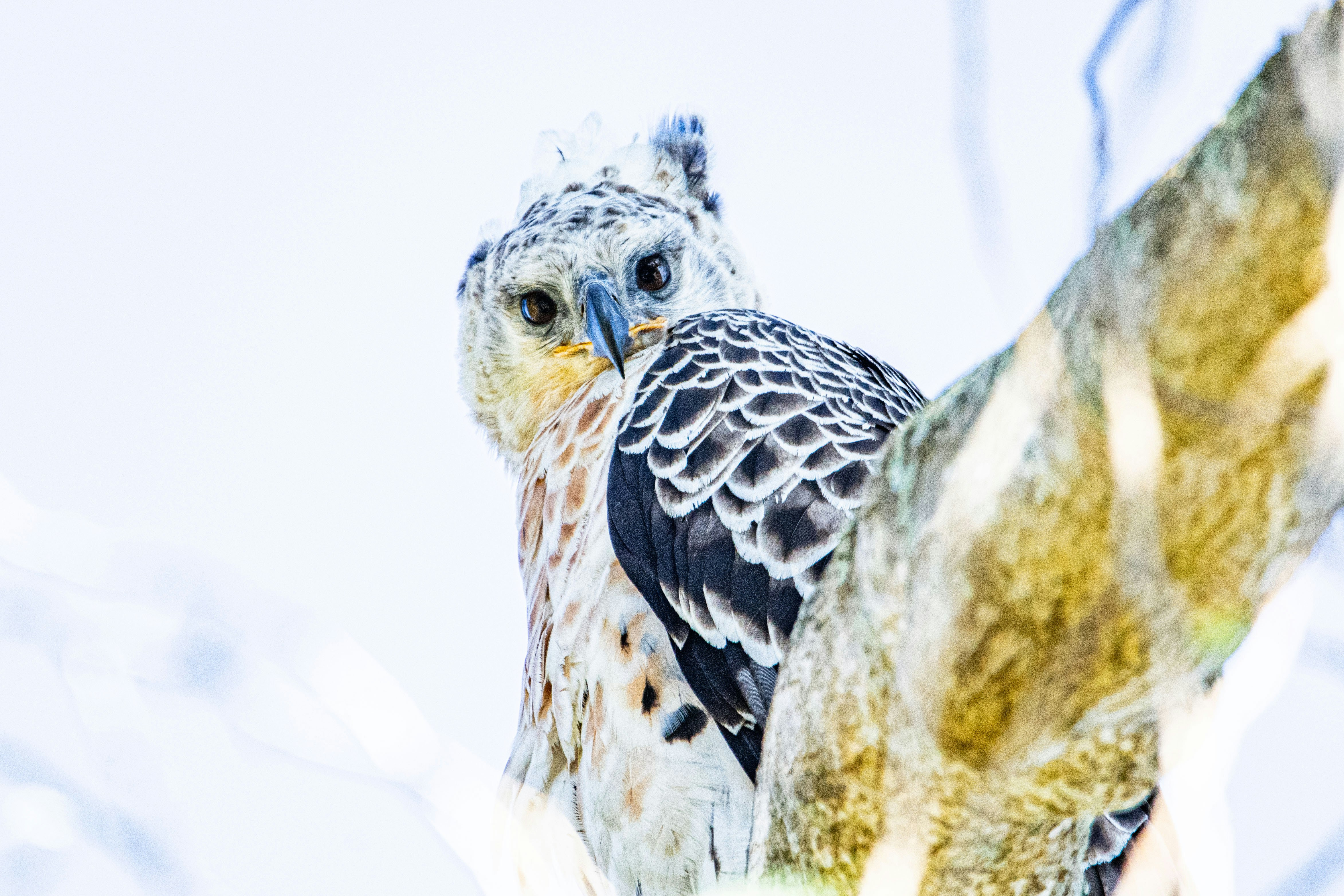 Crowned Eagle