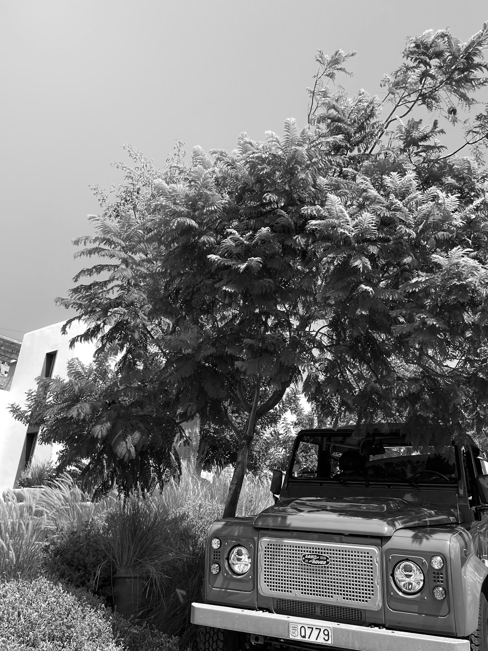 a black and white photo of a truck parked under a tree