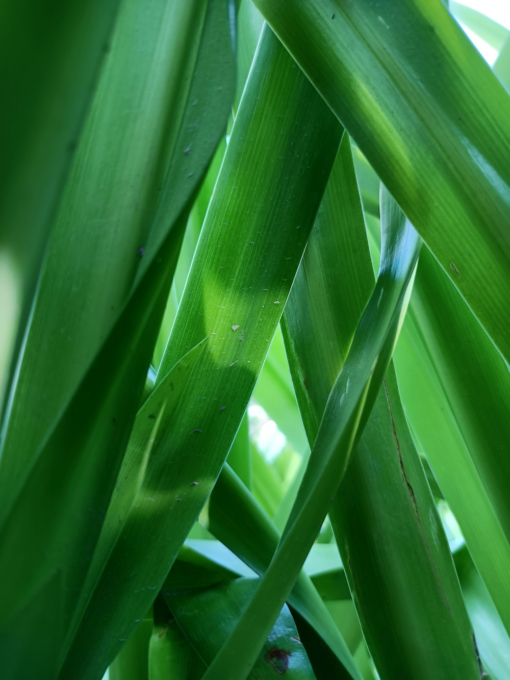 a close up of a green plant with leaves