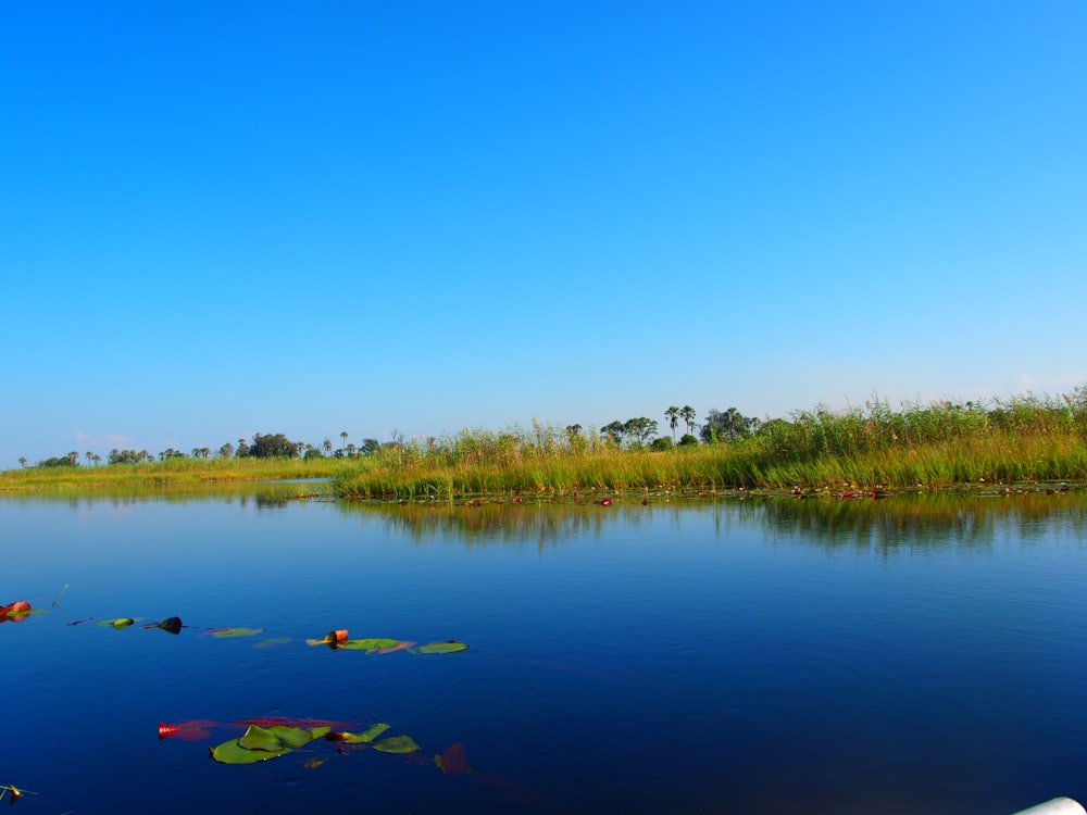 a body of water with lily pads floating on top of it